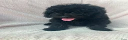Mixed Breed dogs for sale: Poodle dad Hungarian puli mum - Advert 3