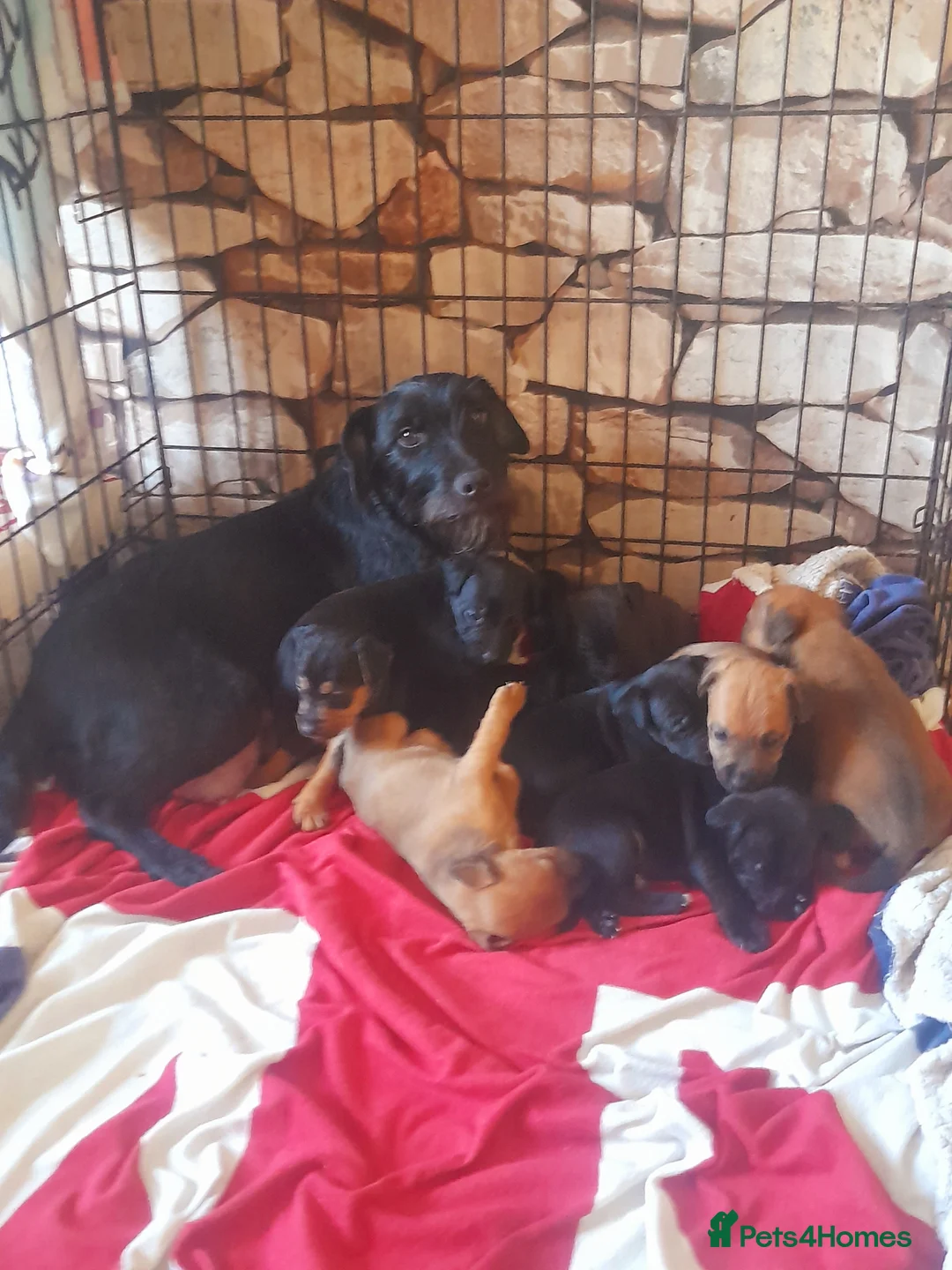 Mixed Breed dogs for sale: Stunning litter of lakeland Cross  - Advert 17