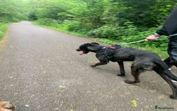 Mixed Breed dogs for sale: 2 year old Belgian Malinois cross (Ivar) - Advert 4