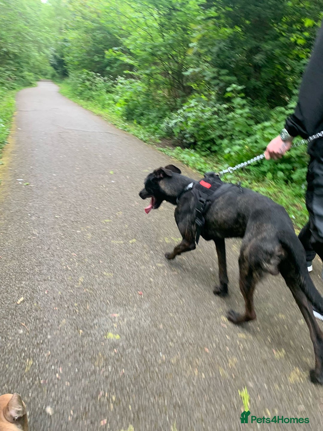 Mixed Breed dogs for sale: 2 year old Belgian Malinois cross (Ivar) - Advert 4