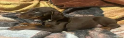 Dobermann dogs for sale: Doberman pups - Advert 7