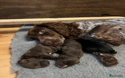 Cocker Spaniel dogs for sale: Cocker spaniel puppies  - Image 4