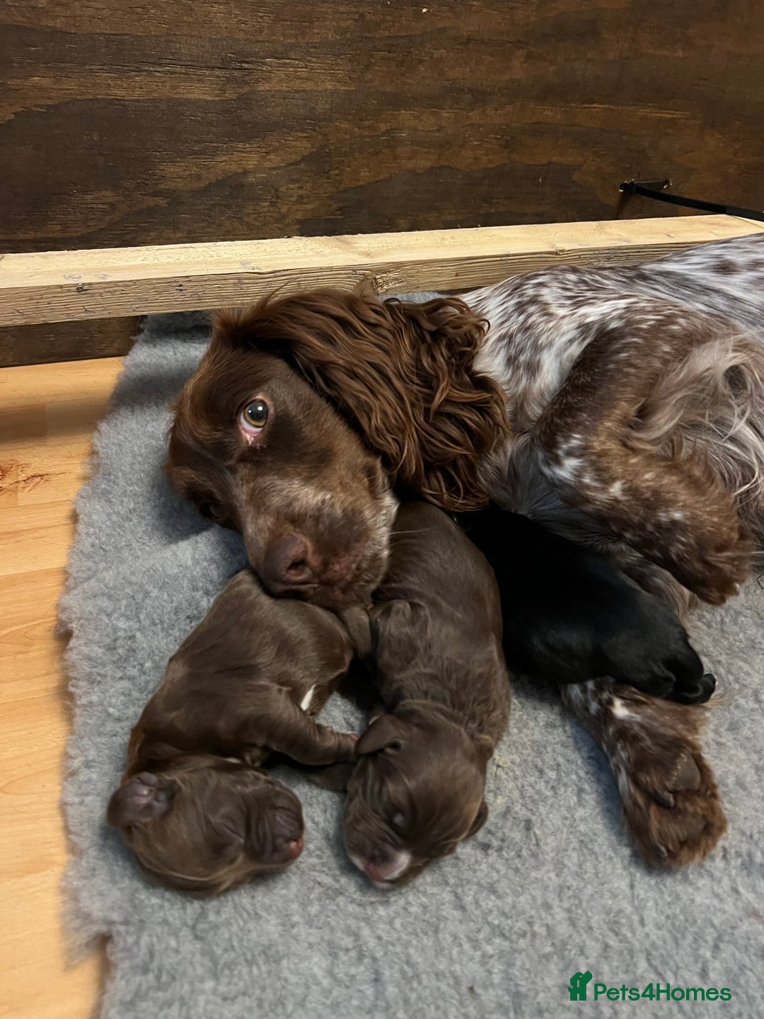 Cocker Spaniel dogs for sale: Cocker spaniel puppies  - Image 4