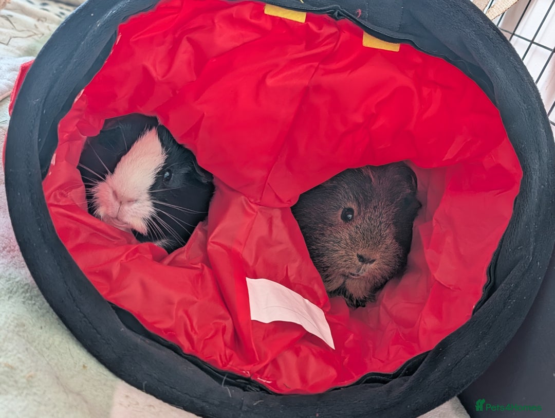 Guinea Pig rodents for sale: 2 pairs of male guinea pigs with full set up - Advert 2