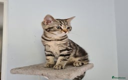 Scottish Fold cats for sale: Urgent sale of Scottish Fold kitten in London - Image 8