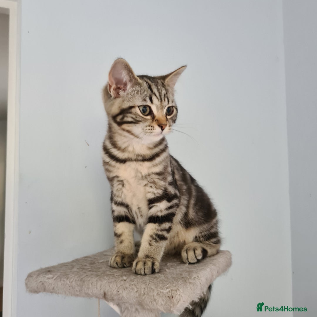 Scottish Fold cats for sale: Urgent sale of Scottish Fold kitten in London - Image 8