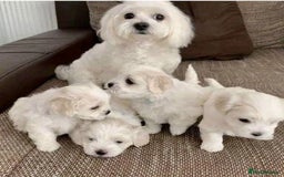 Maltese dogs for sale: Maltese puppies available  - Image 5