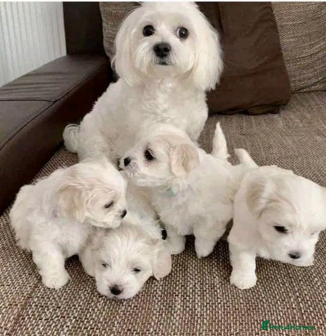Maltese dogs for sale: Maltese puppies available  - Image 5