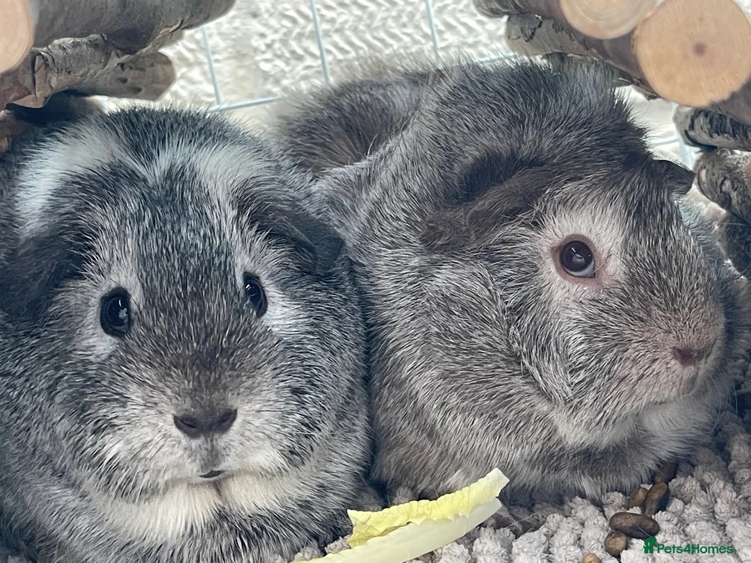 Guinea Pig rodents for sale: Pair of sow guinea pigs in Northampton - Advert 1
