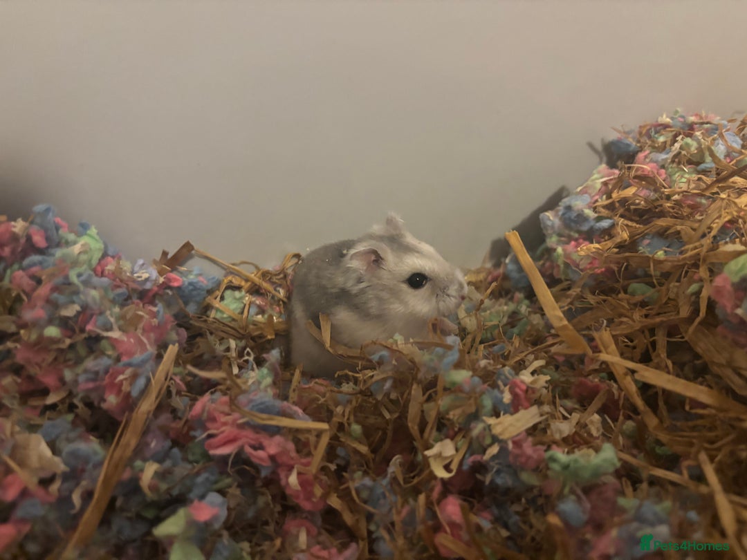 Hamster rodents for sale: Russian Dwarf Hamster  - Advert 2