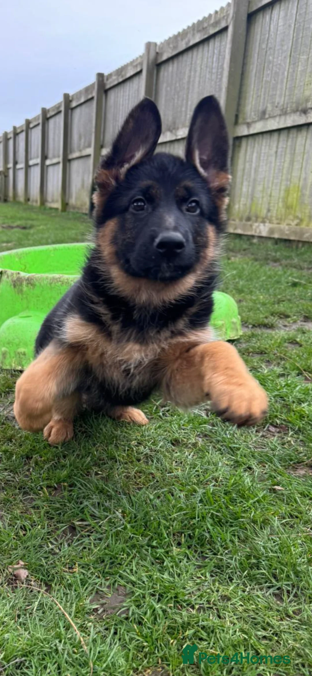 German Shepherd dogs for sale: *super pretty female* - Advert 2