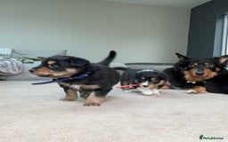 Welsh Collie dogs for sale: Welsh Collie (Tri Colour) Puppies for sale - Image 11