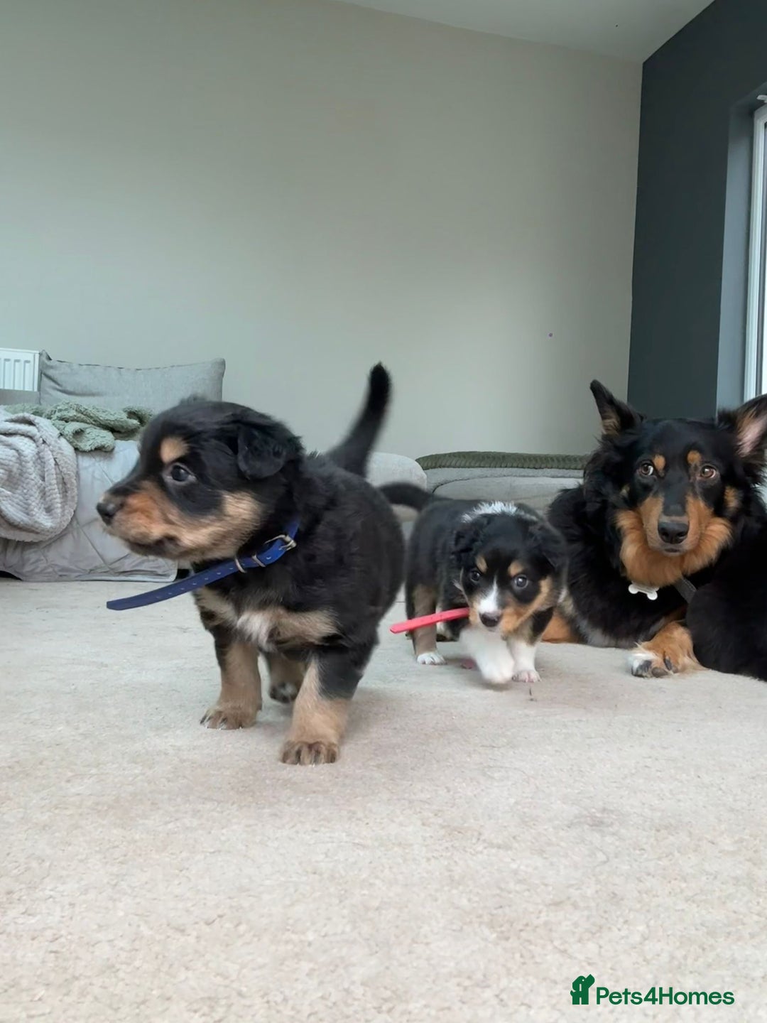 Welsh Collie dogs for sale: Welsh Collie (Tri Colour) Puppies for sale - Image 11