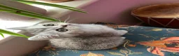 British Shorthair cats for sale: British short hair kittens  - Advert 6