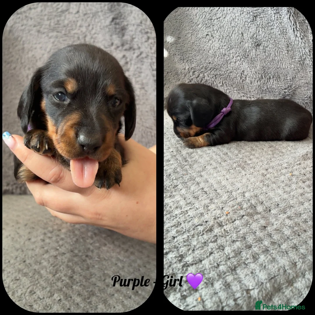 Dachshund dogs for sale: Miniature Dachshund puppies in Tipton - Advert 10