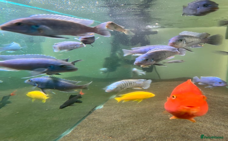 Cichlids fish - Advert 1