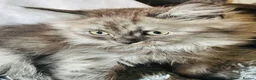 Mixed Breed cats for sale: Bundles of fluffy kittys - Advert 9