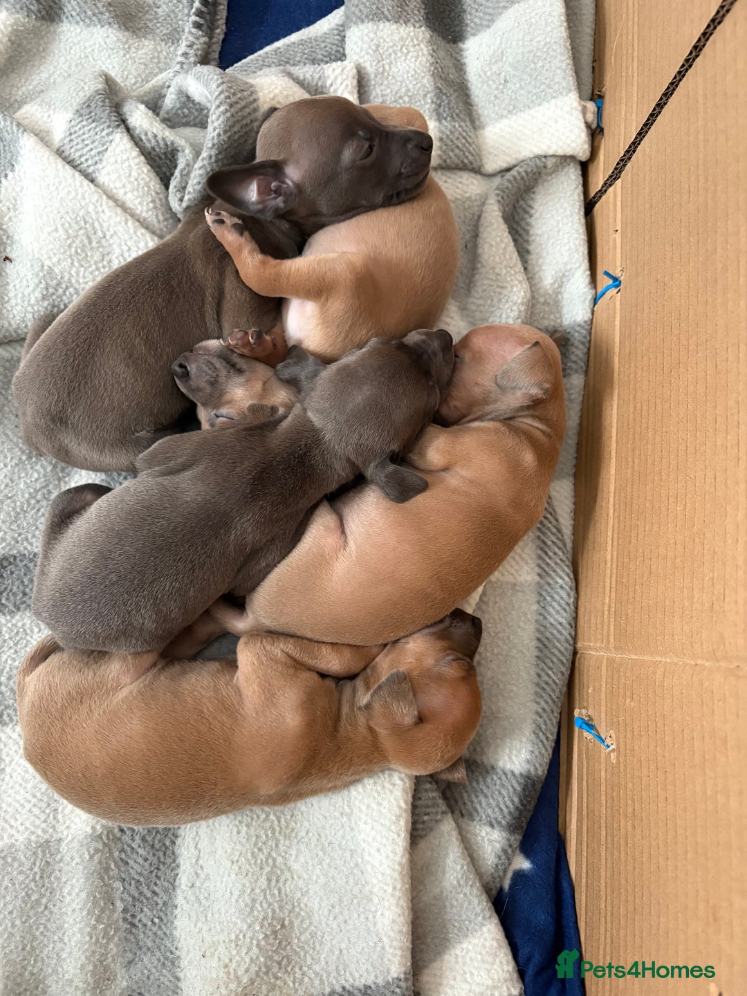 Italian Greyhound dogs for sale: Italian greyhound puppies  - Image 5