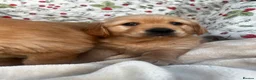 Golden Retriever dogs for sale: KC registered golden retriever for sale  - Advert 5
