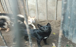 Shepsky dogs for sale: Siberian husky x GSD  - Advert 1