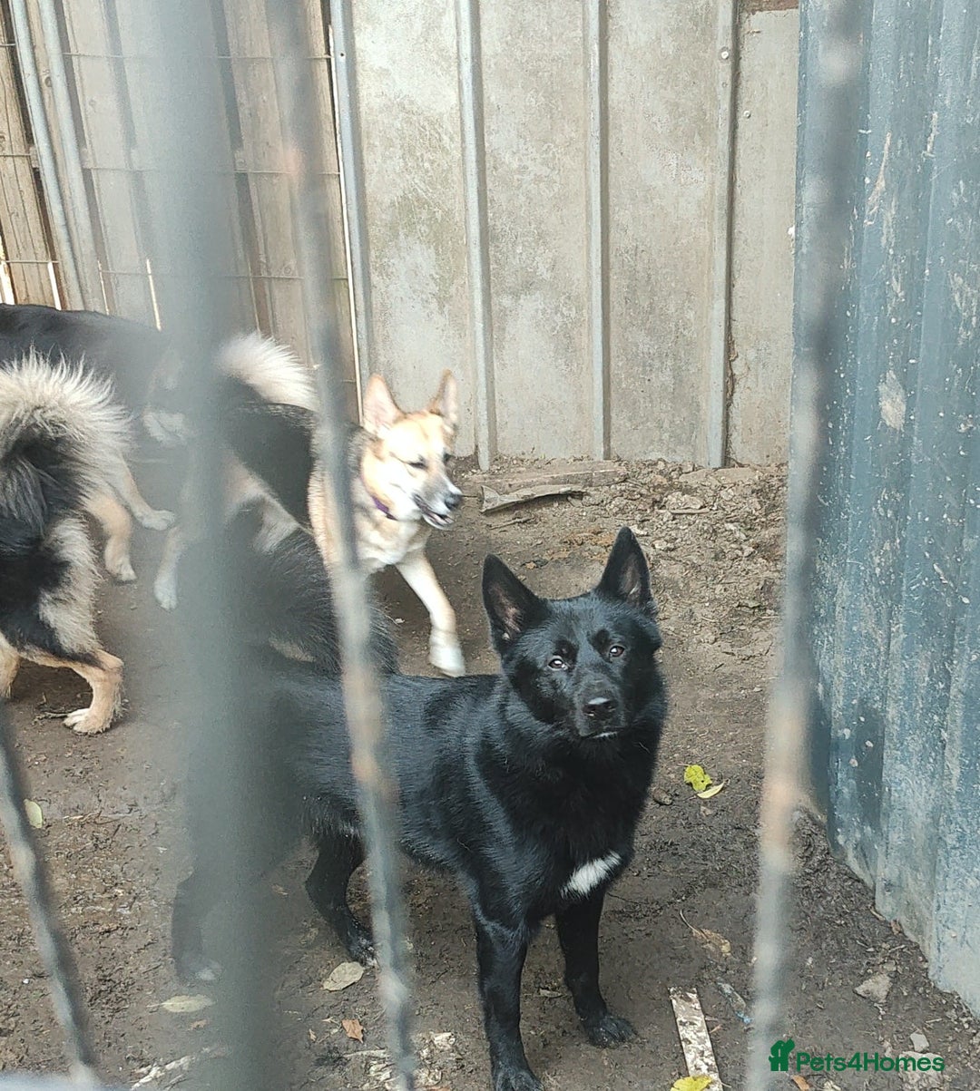 Shepsky dogs for sale: Siberian husky x GSD  - Advert 1