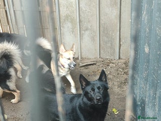 Shepsky dogs for sale: Siberian husky x GSD - Advert 1