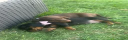 Dachshund dogs for sale: Miniature dachshund puppies for sale - Advert 6