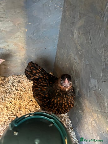 Chickens poultry - Advert 34