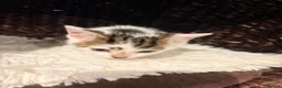 Mixed Breed cats for sale: Beautiful Shirt Hair Kittens - Advert 25