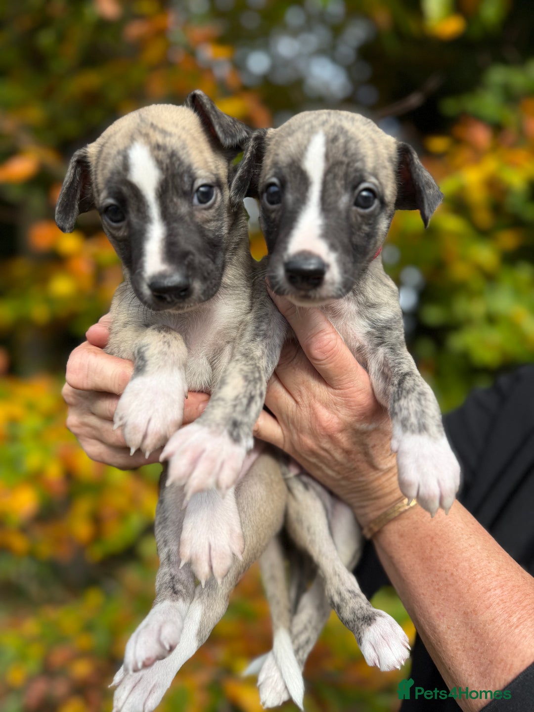 Whippet dogs for sale: Whippets  - Advert 4