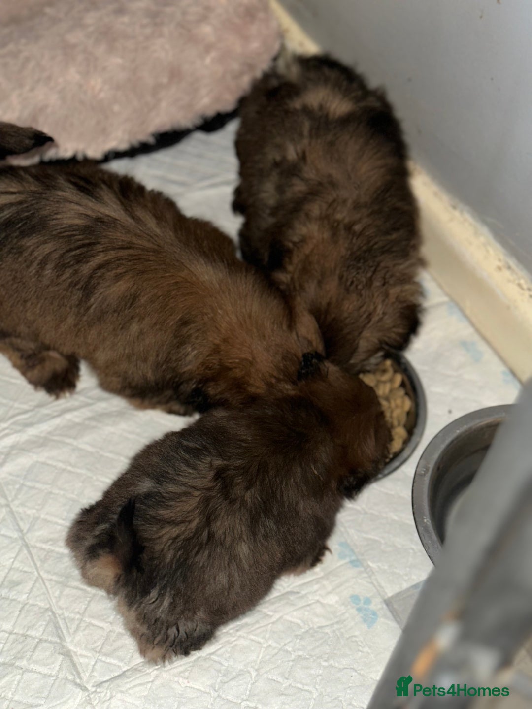 Shih Tzu dogs for sale: Ready to leave- imperial Shih Tzu - Image 5