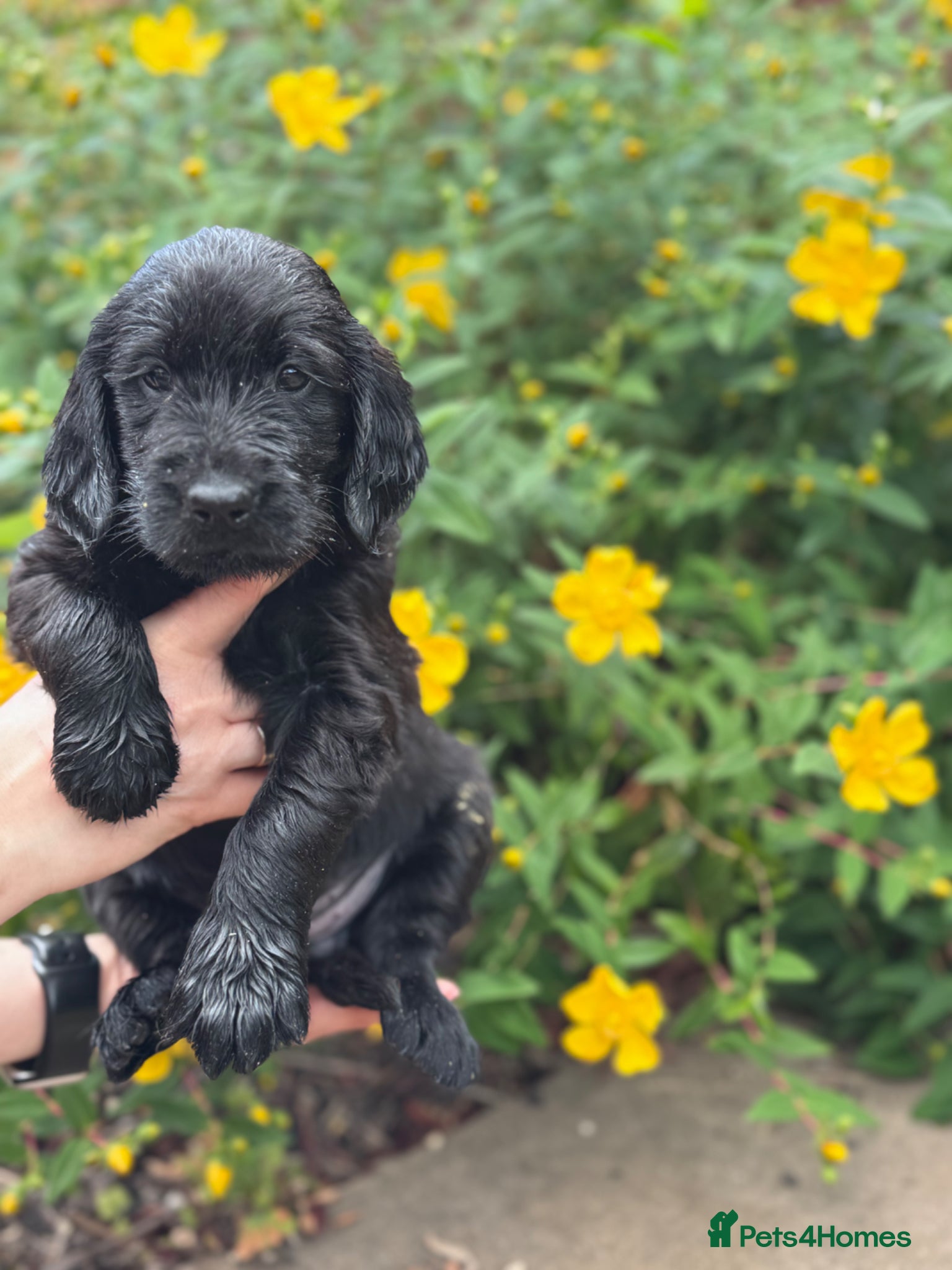 Flat coated Retriever dogs KC Registered Flat Coated Retriever Puppies 🐾 - Advert 10