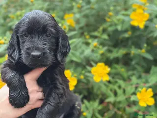 Flat coated Retriever dogs KC Registered Flat Coated Retriever Puppies 🐾 - Advert 4