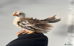 Chickens poultry for sale: Beautiful Serama Boys  - Image 1