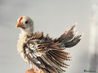 Chickens poultry for sale - Advert 1