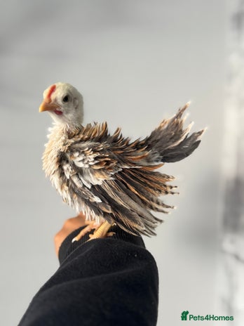 Chickens poultry - Advert 2