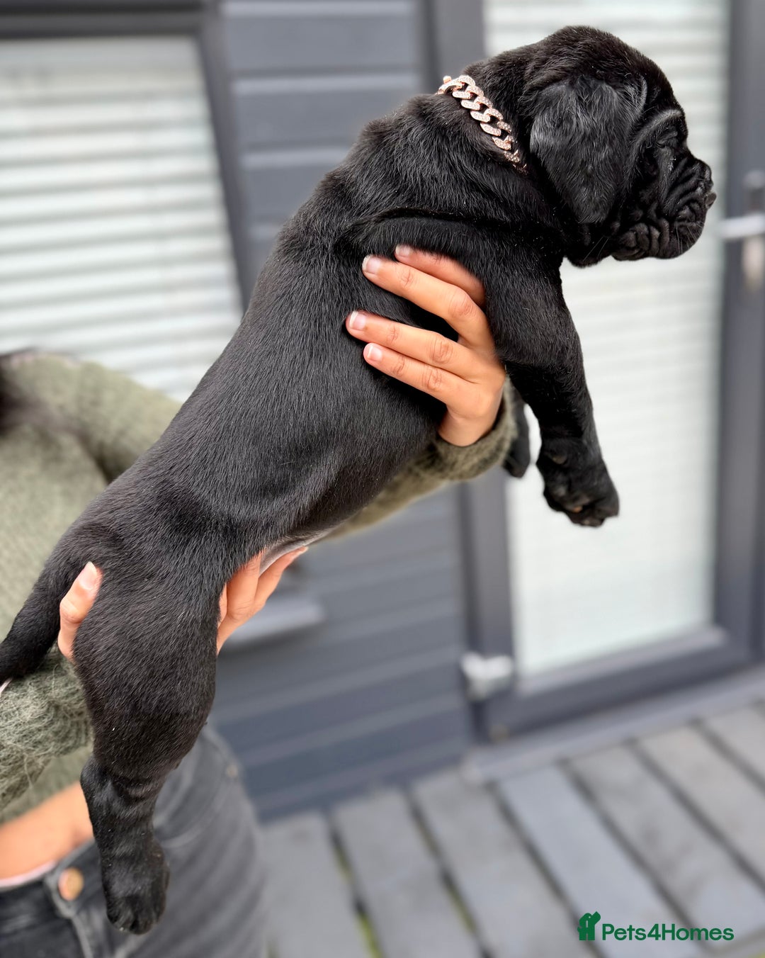 Mixed Breed dogs for sale: Mastiff pups available  - Image 9
