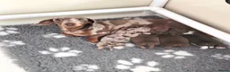 Miniature Dachshund dogs for sale: 🩵 3 boys left 🩵  ready to leave in 5 days 🩵  - Advert 4