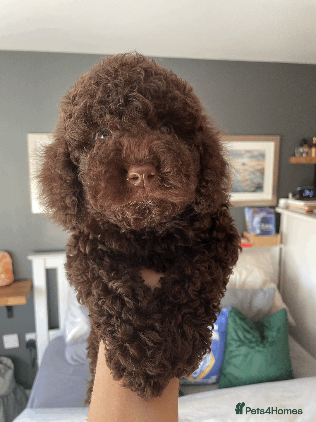 Cockapoo dogs for sale: F1b Toy Cockapoo puppy - Advert 25