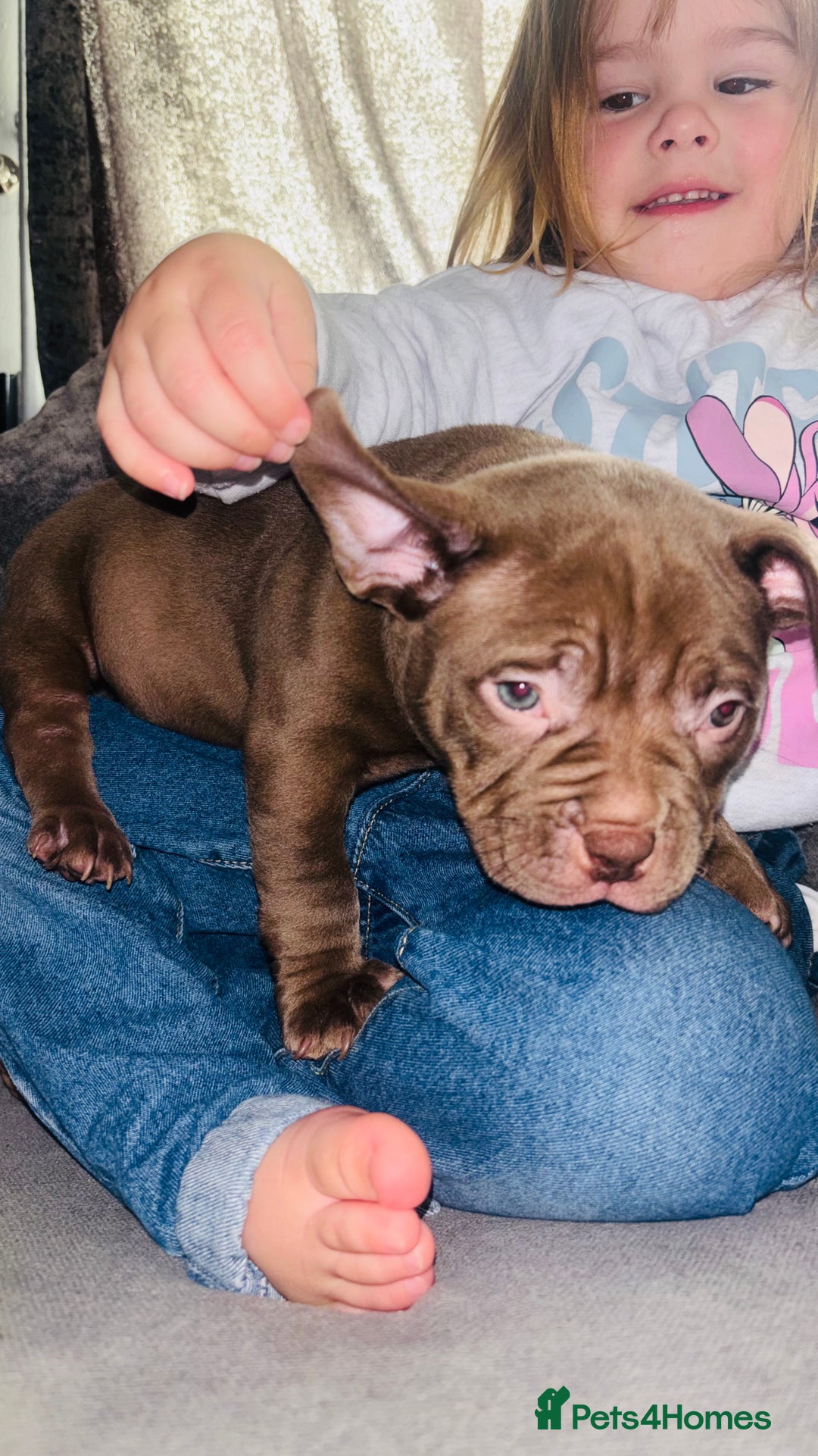American Bully dogs for sale: Pocket bully pups ready too leave 11th dec - Advert 5