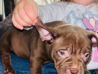 American Bully dogs Pocket bully pups ready too leave 11th dec - Advert 7