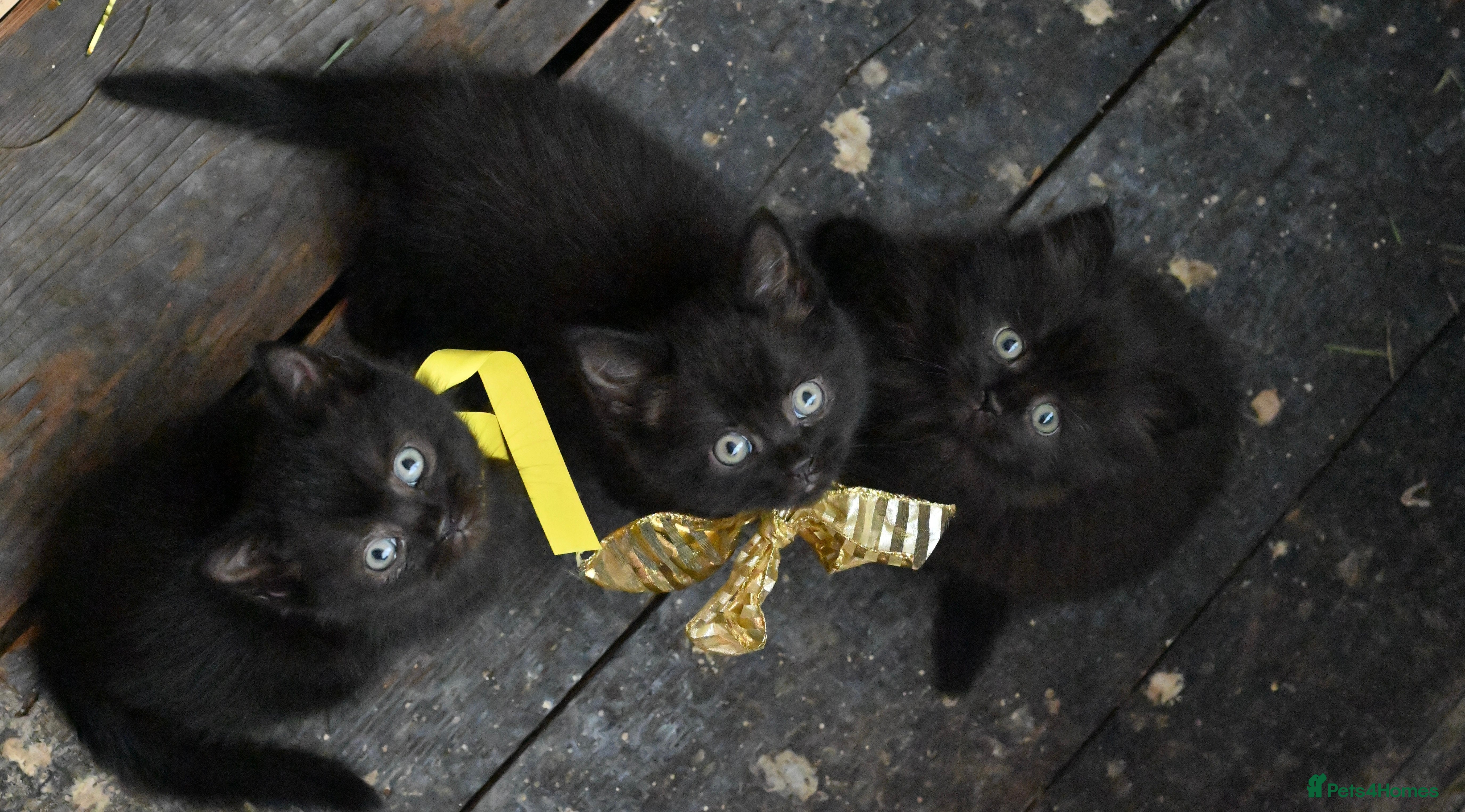 British Shorthair cats Last lovely boy available! Ready to Go!  - Advert 4