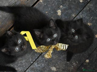 British Shorthair cats Last lovely boy available! Ready to Go! - Advert 8