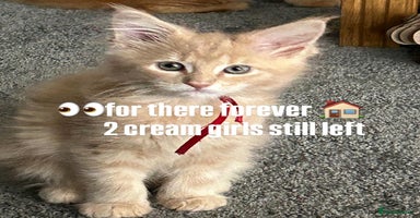 Maine Coon cats - Advert 4