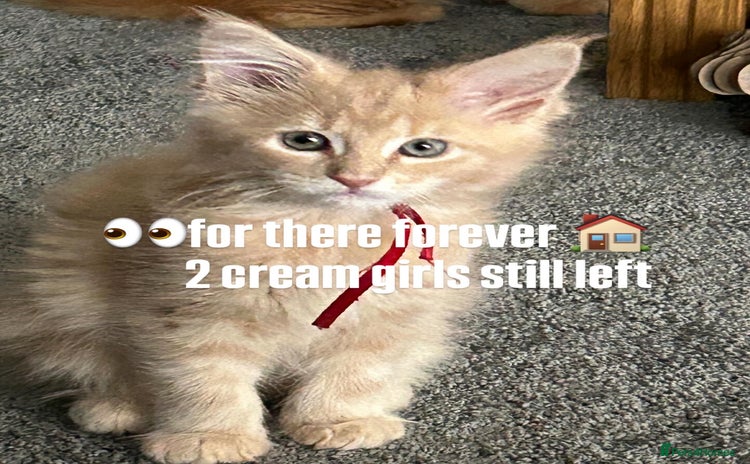 Maine Coon cats - Advert 16
