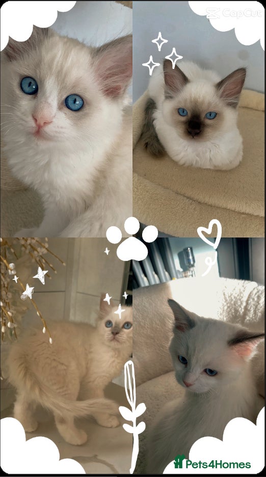 Ragdoll cats TICA REGISTERED PUREBRED RAGDOLL KITTENS AVAILABLE - Advert 15