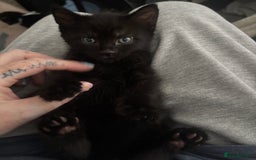 British Shorthair cats for sale: X4 male British shorthair X kittens - Image 12