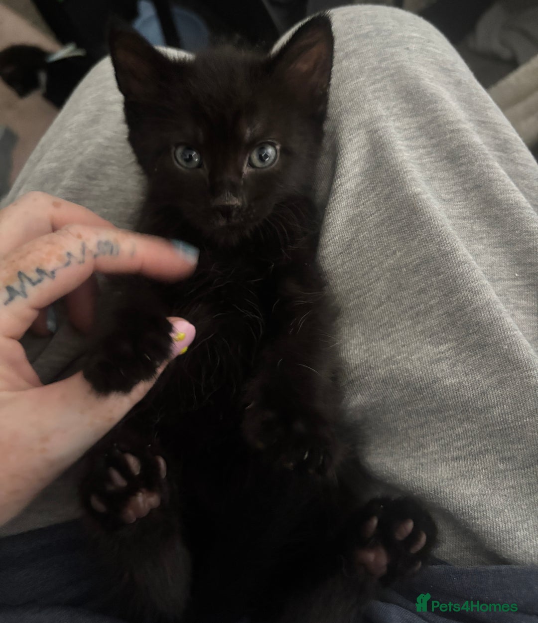 British Shorthair cats for sale: X4 male British shorthair X kittens - Image 12
