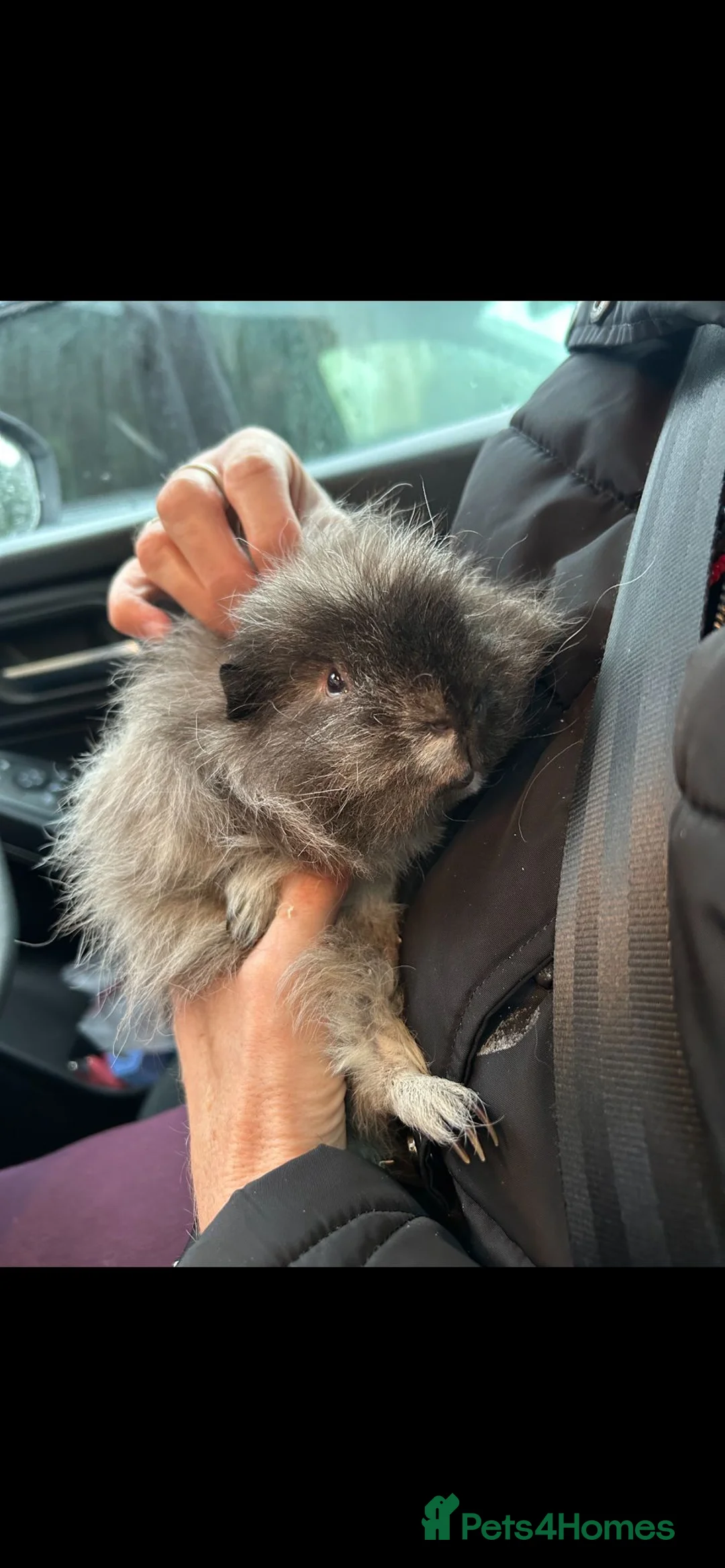 Guinea Pig rodents for sale: Swiss guinea pig - Advert 1