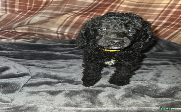 Poodle dogs - Advert 1